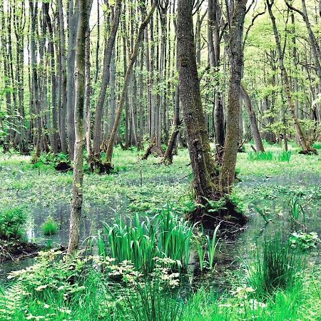 Zur Alten Boddenfischerei Ferienwohnung Heidezauber Neuendorf Heide 외부 사진